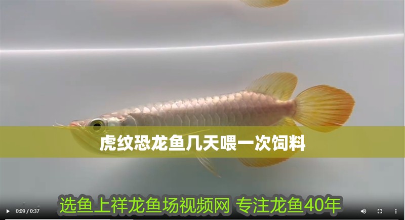 紅龍魚用黃燈烤有用嗎 虎紋恐龍魚幾天喂一次飼料 龍魚百科 虎紋恐龍魚幾天喂一次飼料 虎紋恐龍魚幾天喂一次飼料 龍魚百科