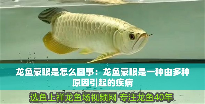 龍魚蒙眼是怎么回事：龍魚蒙眼是一種由多種原因引起的疾病 龍魚蒙眼是怎么回事：龍魚蒙眼是一種由多種原因引起的疾病 龍魚百科