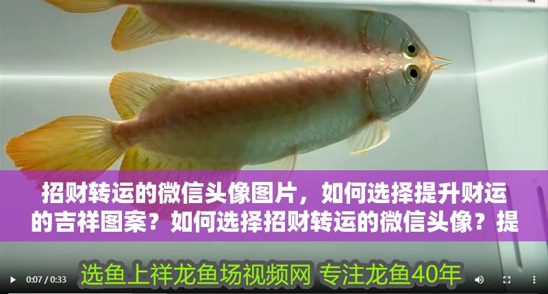 招財(cái)轉(zhuǎn)運(yùn)的微信頭像圖片，如何選擇提升財(cái)運(yùn)的吉祥圖案？如何選擇招財(cái)轉(zhuǎn)運(yùn)的微信頭像？提升財(cái)運(yùn)的吉祥圖案推薦 招財(cái)轉(zhuǎn)運(yùn)的微信頭像圖片，如何選擇提升財(cái)運(yùn)的吉祥圖案？如何選擇招財(cái)轉(zhuǎn)運(yùn)的微信頭像？提升財(cái)運(yùn)的吉祥圖案推薦 龍魚(yú)百科 第1張