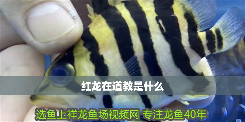 紅龍在道教是什么