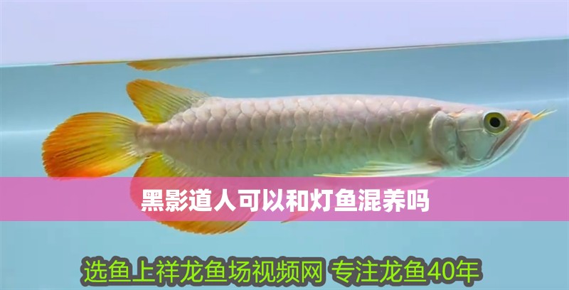 黑影道人可以和燈魚混養(yǎng)嗎