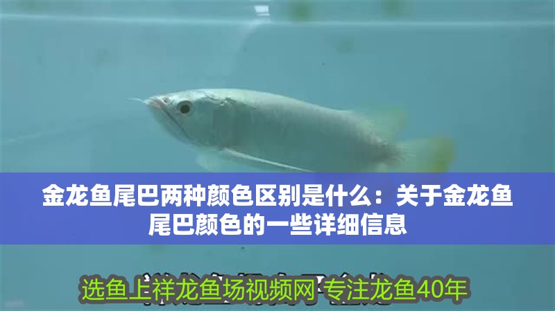 金龍魚尾巴兩種顏色區(qū)別是什么：關(guān)于金龍魚尾巴顏色的一些詳細(xì)信息