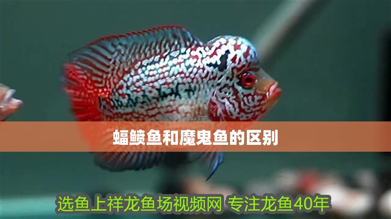 蝠鲼魚和魔鬼魚的區別