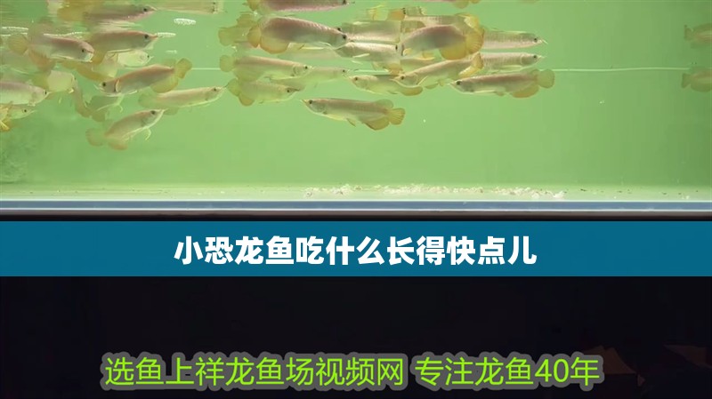 小恐龍魚吃什么長得快點兒