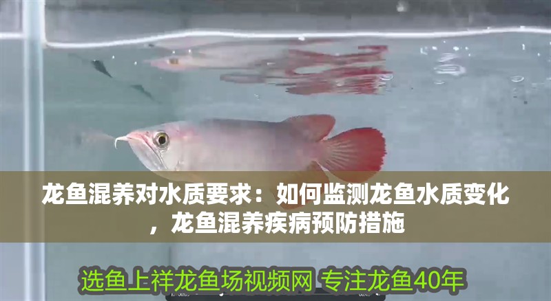 龍魚混養(yǎng)對水質要求：如何監(jiān)測龍魚水質變化，龍魚混養(yǎng)疾病預防措施