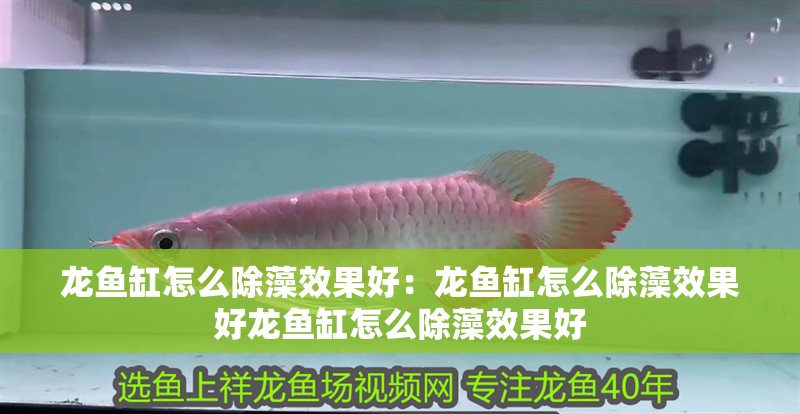 龍魚(yú)缸怎么除藻效果好：龍魚(yú)缸怎么除藻效果好龍魚(yú)缸怎么除藻效果好