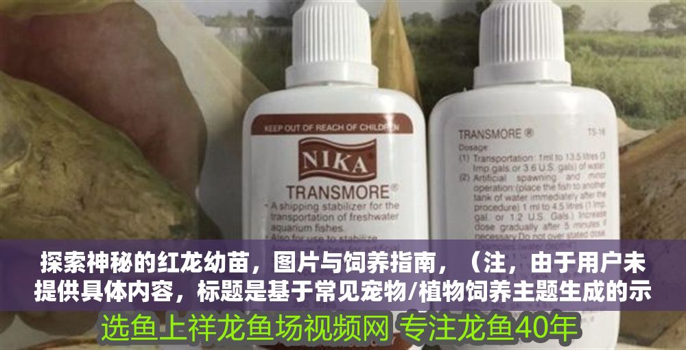 探索神秘的紅龍幼苗，圖片與飼養(yǎng)指南，（注，由于用戶未提供具體內(nèi)容，標(biāo)題是基于常見寵物/植物飼養(yǎng)主題生成的示例。若用戶提供實(shí)際內(nèi)容，將生成更精準(zhǔn)匹配的標(biāo)題。）