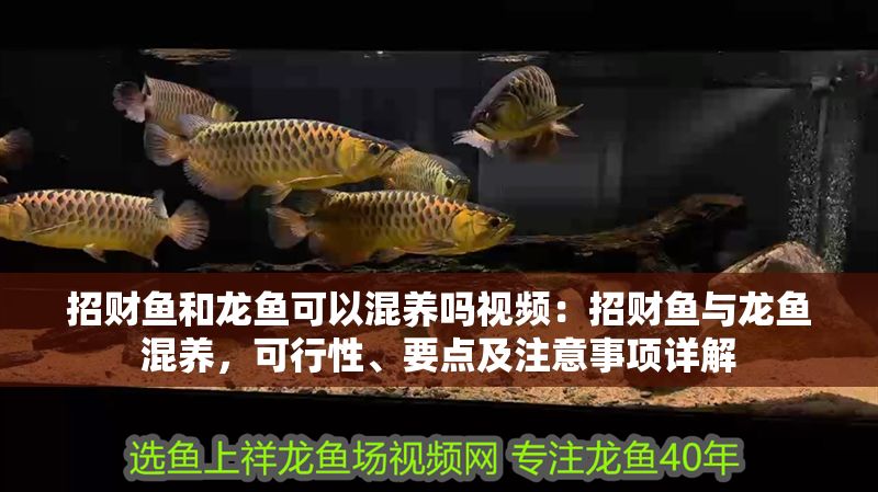 招財魚和龍魚可以混養(yǎng)嗎視頻：招財魚與龍魚混養(yǎng)，可行性、要點及注意事項詳解