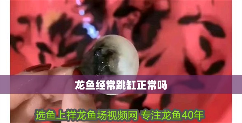 龍魚經常跳缸正常嗎