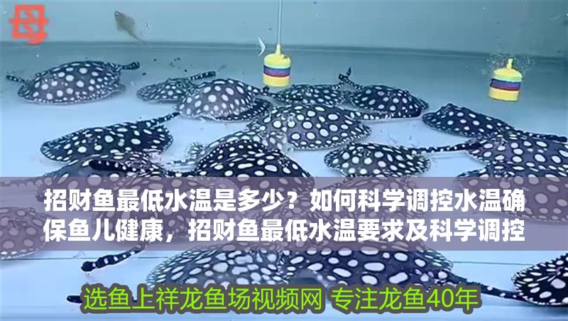 招財魚最低水溫是多少？如何科學調控水溫確保魚兒健康，招財魚最低水溫要求及科學調控方法全解析