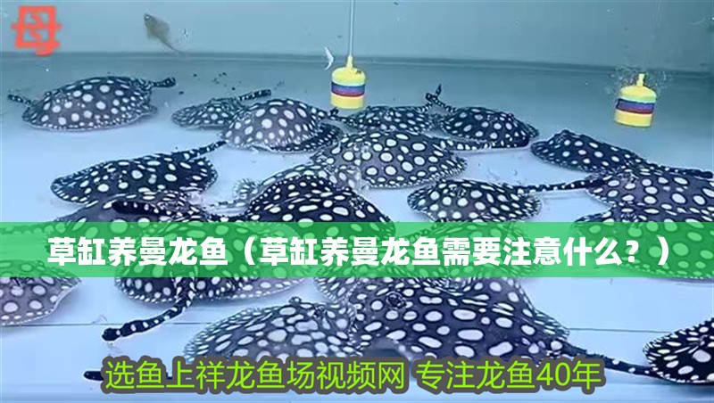 草缸養曼龍魚（草缸養曼龍魚需要注意什么？）