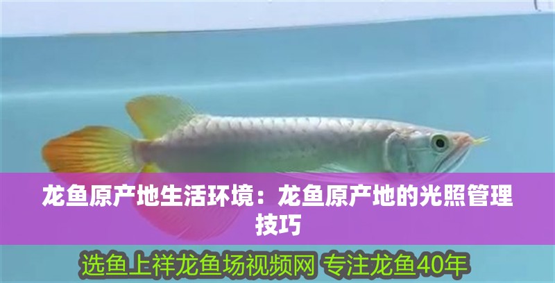 龍魚原產地生活環境：龍魚原產地的光照管理技巧