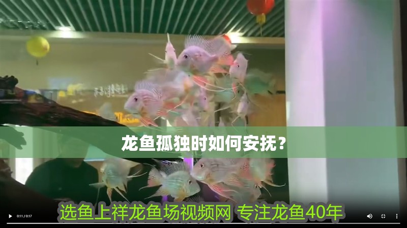 龍魚(yú)孤獨(dú)時(shí)如何安撫？