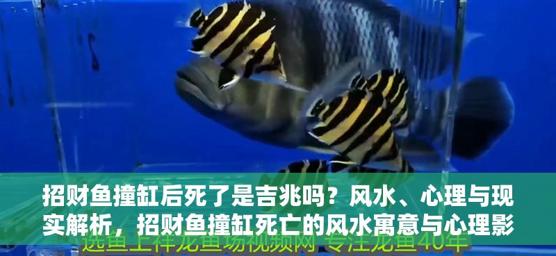 招財魚撞缸后死了是吉兆嗎？風水、心理與現實解析，招財魚撞缸死亡的風水寓意與心理影響解析 招財魚撞缸后死了是吉兆嗎？風水、心理與現實解析，招財魚撞缸死亡的風水寓意與心理影響解析 龍魚百科 第1張