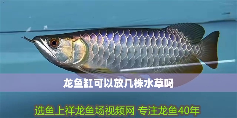 龍魚(yú)缸可以放幾株水草嗎