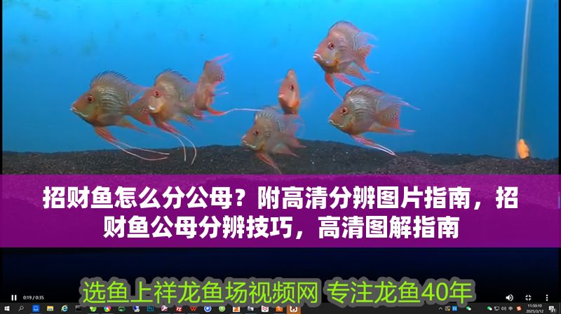 招財魚怎么分公母？附高清分辨圖片指南，招財魚公母分辨技巧，高清圖解指南