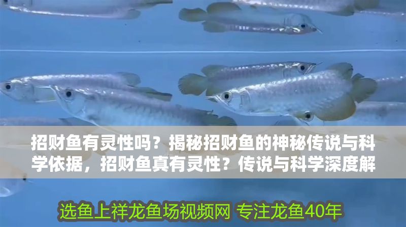 招財魚有靈性嗎？揭秘招財魚的神秘傳說與科學依據，招財魚真有靈性？傳說與科學深度解析