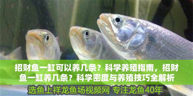 招財魚一缸可以養(yǎng)幾條？科學(xué)養(yǎng)殖指南，招財魚一缸養(yǎng)幾條？科學(xué)密度與養(yǎng)殖技巧全解析
