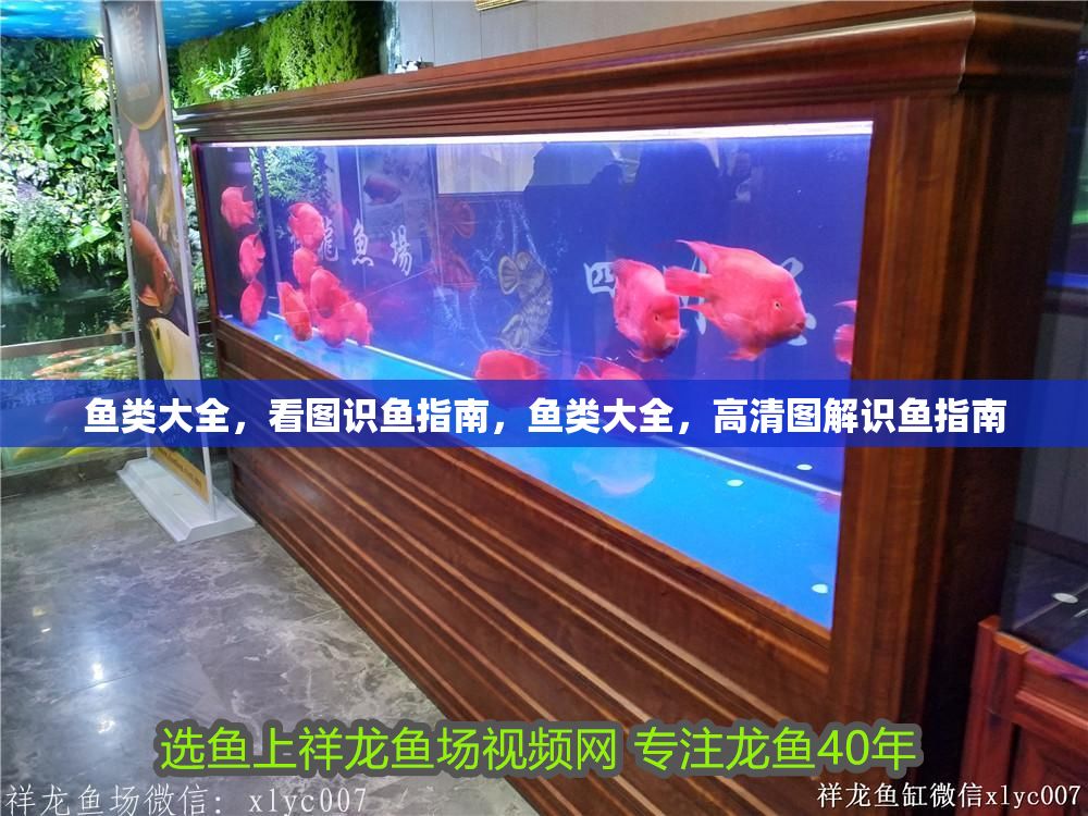 魚類大全，看圖識魚指南，魚類大全，高清圖解識魚指南