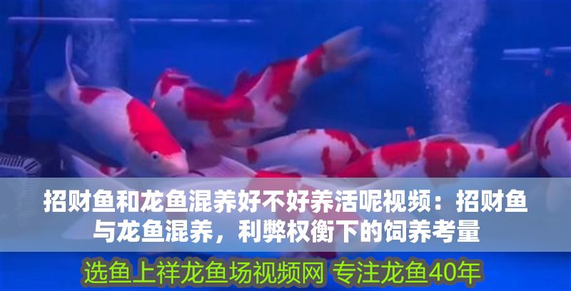 招財魚和龍魚混養(yǎng)好不好養(yǎng)活呢視頻：招財魚與龍魚混養(yǎng)，利弊權衡下的飼養(yǎng)考量