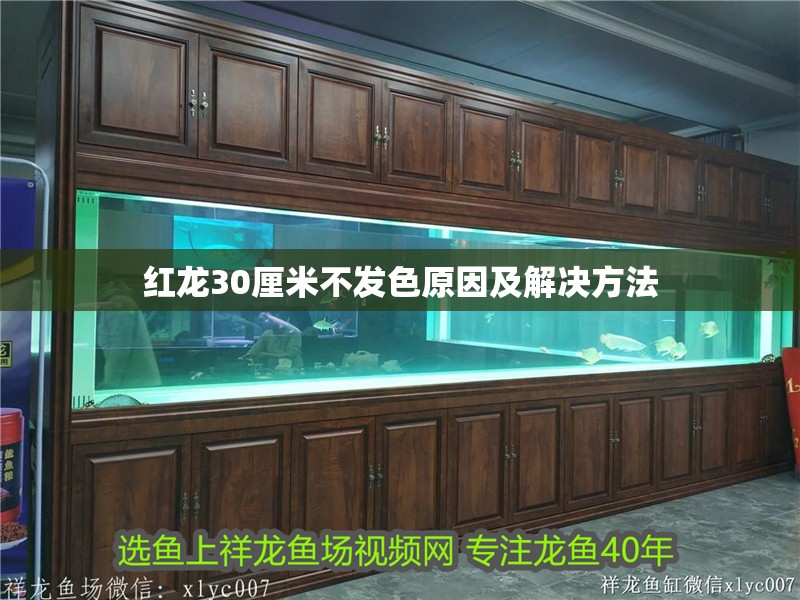 紅龍30厘米不發色原因及解決方法