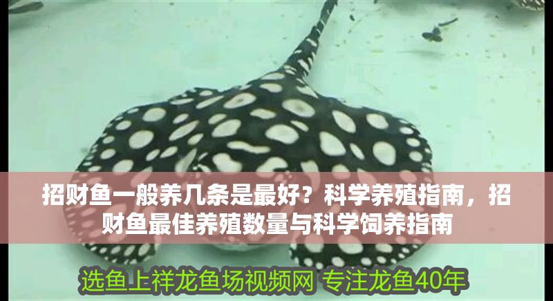 招財魚一般養(yǎng)幾條是最好？科學(xué)養(yǎng)殖指南，招財魚最佳養(yǎng)殖數(shù)量與科學(xué)飼養(yǎng)指南