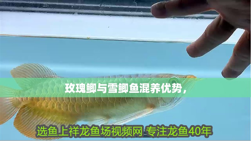 玫瑰鯽與雪鯽魚混養優勢，