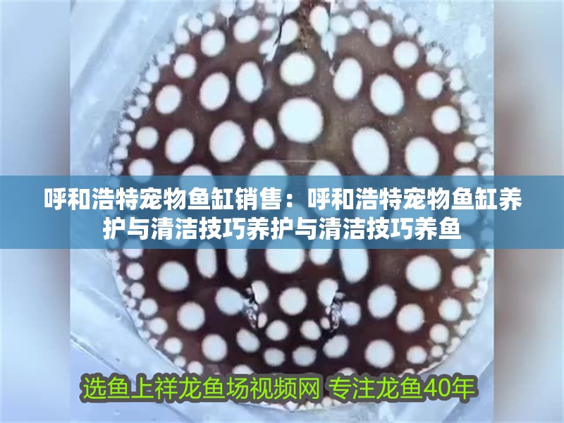 呼和浩特寵物魚缸銷售：呼和浩特寵物魚缸養護與清潔技巧養護與清潔技巧養魚