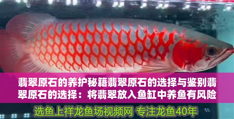 翡翠原石的養(yǎng)護(hù)秘籍翡翠原石的選擇與鑒別翡翠原石的選擇：將翡翠放入魚(yú)缸中養(yǎng)魚(yú)有風(fēng)險(xiǎn)嗎？