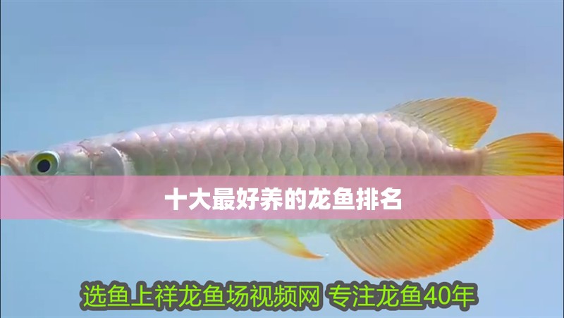 十大最好養的龍魚排名