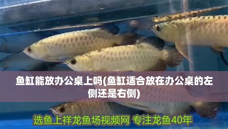 魚缸能放辦公桌上嗎(魚缸適合放在辦公桌的左側還是右側)
