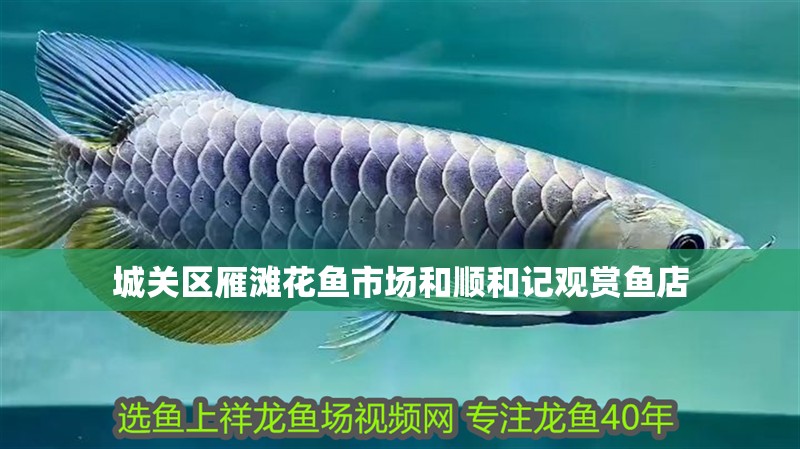 城關區雁灘花魚市場和順和記觀賞魚店