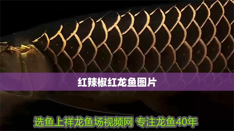 紅辣椒紅龍魚圖片