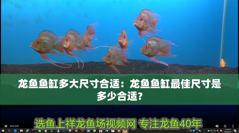 龍魚魚缸多大尺寸合適：龍魚魚缸最佳尺寸是多少合適？