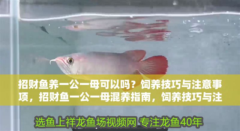 招財魚養一公一母可以嗎？飼養技巧與注意事項，招財魚一公一母混養指南，飼養技巧與注意事項