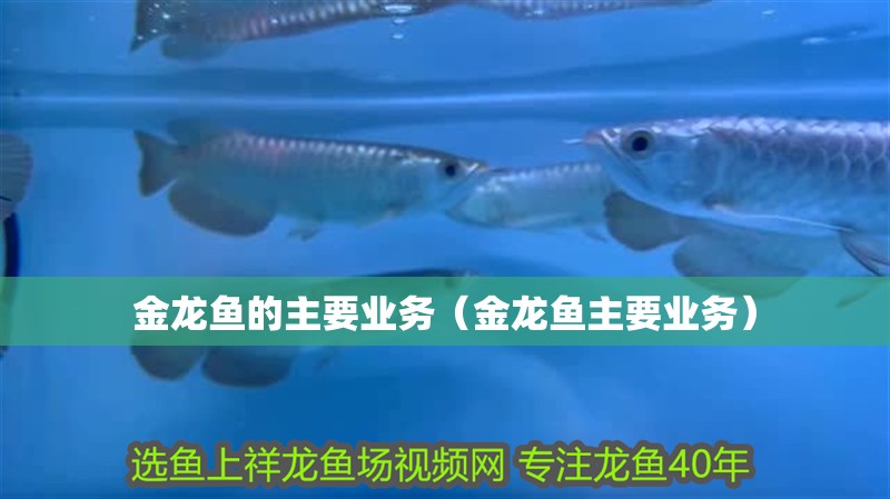金龍魚的主要業務（金龍魚主要業務）