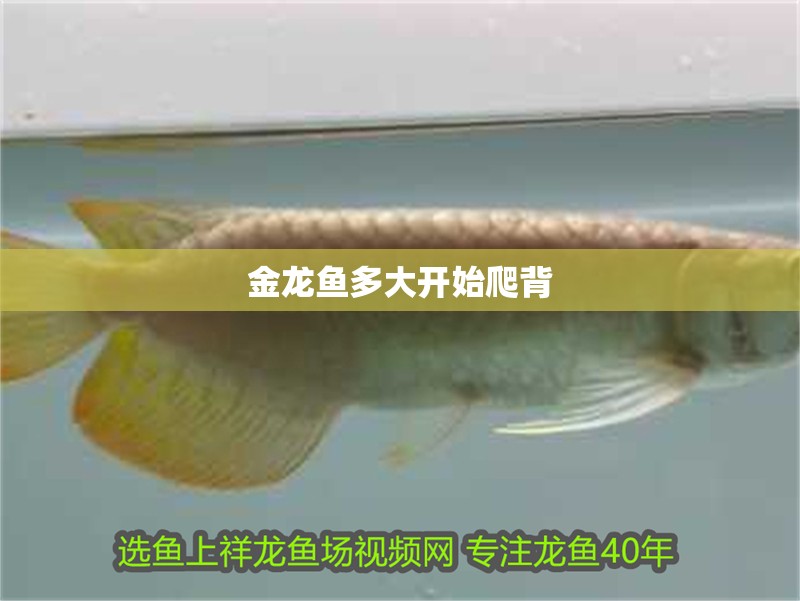 金龍魚多大開始爬背