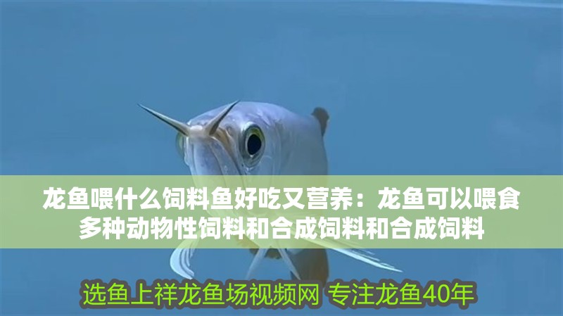 龍魚喂什么飼料魚好吃又營養：龍魚可以喂食多種動物性飼料和合成飼料和合成飼料