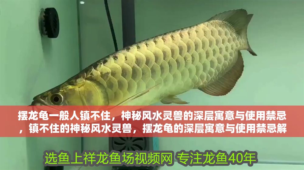 擺龍龜一般人鎮不住，神秘風水靈獸的深層寓意與使用禁忌，鎮不住的神秘風水靈獸，擺龍龜的深層寓意與使用禁忌解析