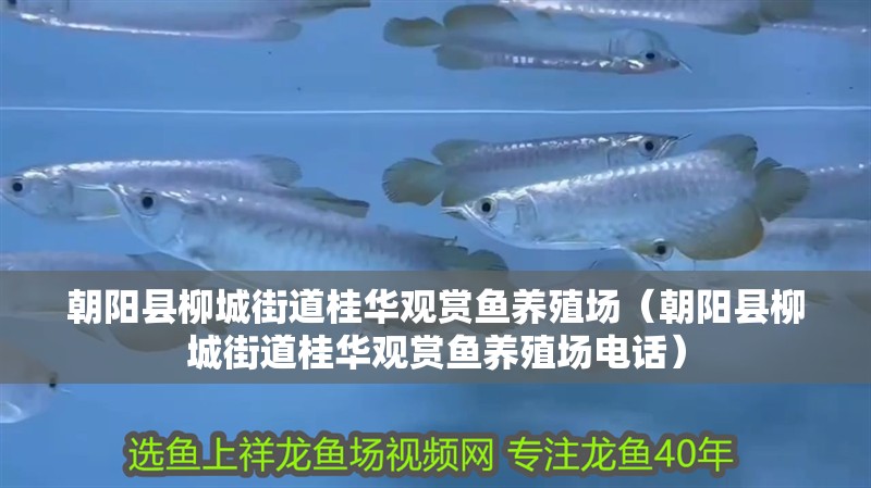 朝陽縣柳城街道桂華觀賞魚養殖場（朝陽縣柳城街道桂華觀賞魚養殖場電話）