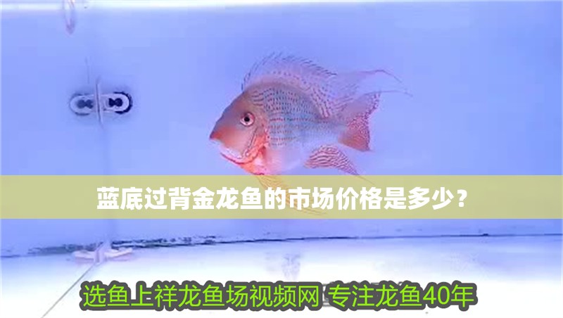 藍底過背金龍魚的市場價格是多少？