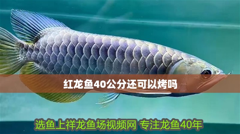 紅龍魚40公分還可以烤嗎