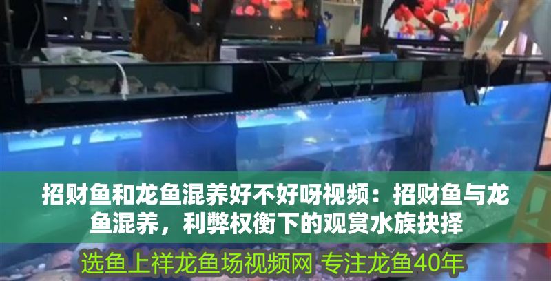 招財魚和龍魚混養好不好呀視頻：招財魚與龍魚混養，利弊權衡下的觀賞水族抉擇