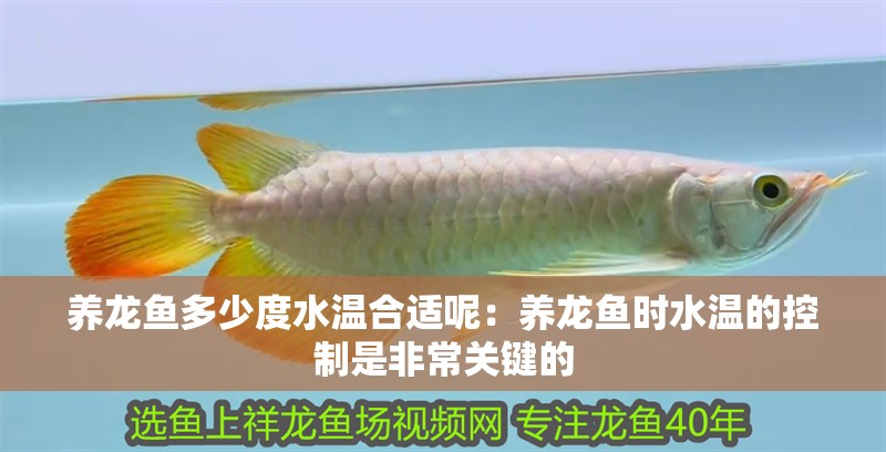 養(yǎng)龍魚多少度水溫合適呢：養(yǎng)龍魚時水溫的控制是非常關(guān)鍵的