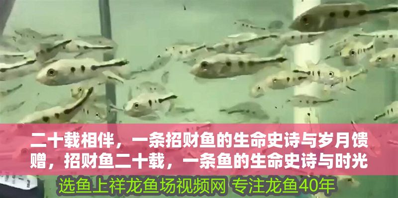 二十載相伴，一條招財魚的生命史詩與歲月饋贈，招財魚二十載，一條魚的生命史詩與時光厚禮