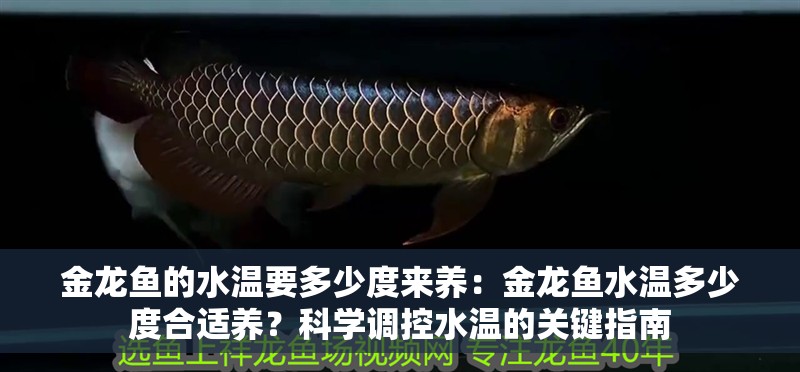 金龍魚的水溫要多少度來養(yǎng)：金龍魚水溫多少度合適養(yǎng)？科學調(diào)控水溫的關鍵指南