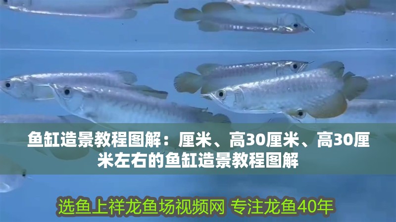 魚缸造景教程圖解：厘米、高30厘米、高30厘米左右的魚缸造景教程圖解