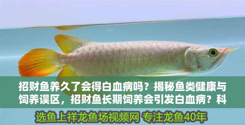 招財(cái)魚養(yǎng)久了會得白血病嗎？揭秘魚類健康與飼養(yǎng)誤區(qū)，招財(cái)魚長期飼養(yǎng)會引發(fā)白血病？科學(xué)解析魚類健康真相