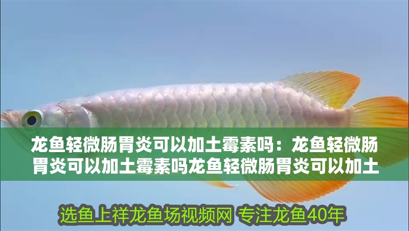 龍魚輕微腸胃炎可以加土霉素嗎：龍魚輕微腸胃炎可以加土霉素嗎龍魚輕微腸胃炎可以加土霉素嗎