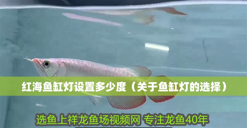 紅海魚缸燈設置多少度（關于魚缸燈的選擇）